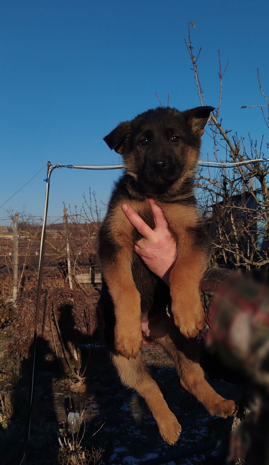 Продаются щенки немецкой овчарки