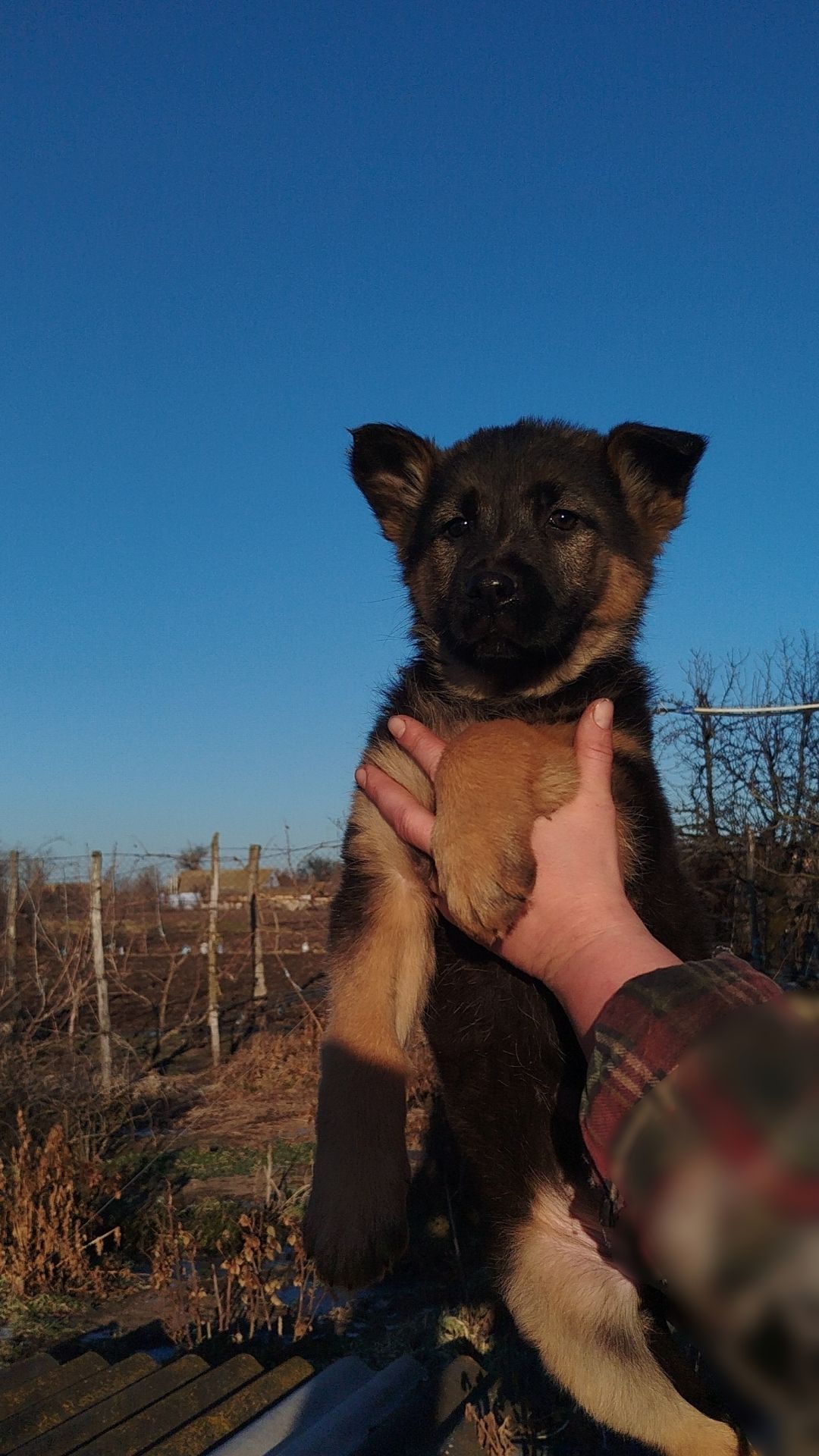 Продаются щенки немецкой овчарки