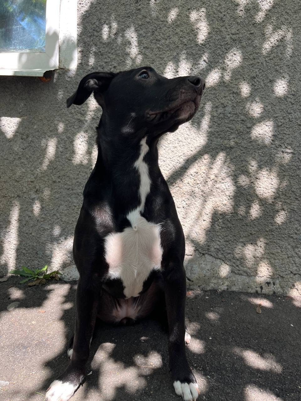 Метис питбуля девочка