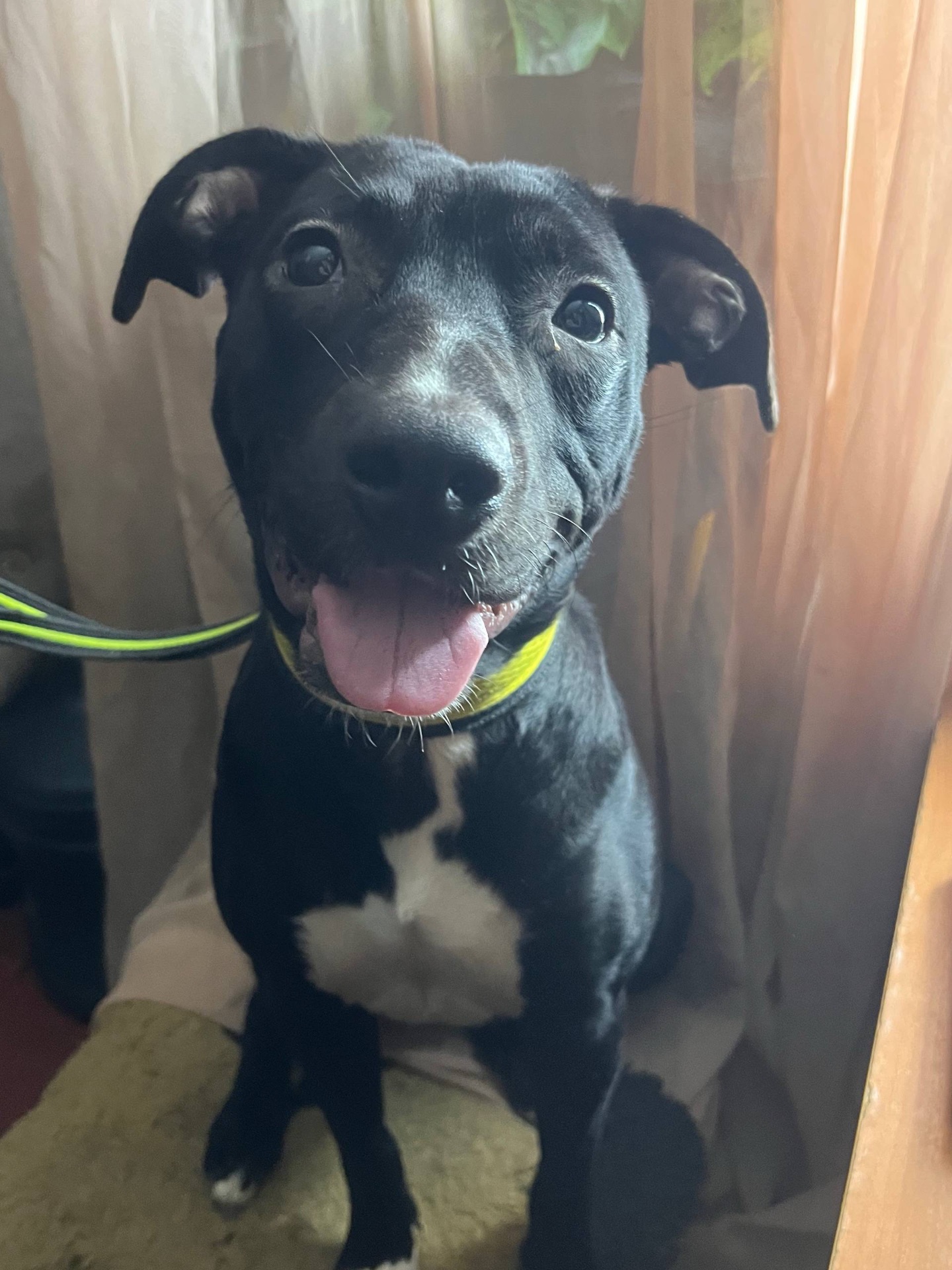 Метис питбуля девочка