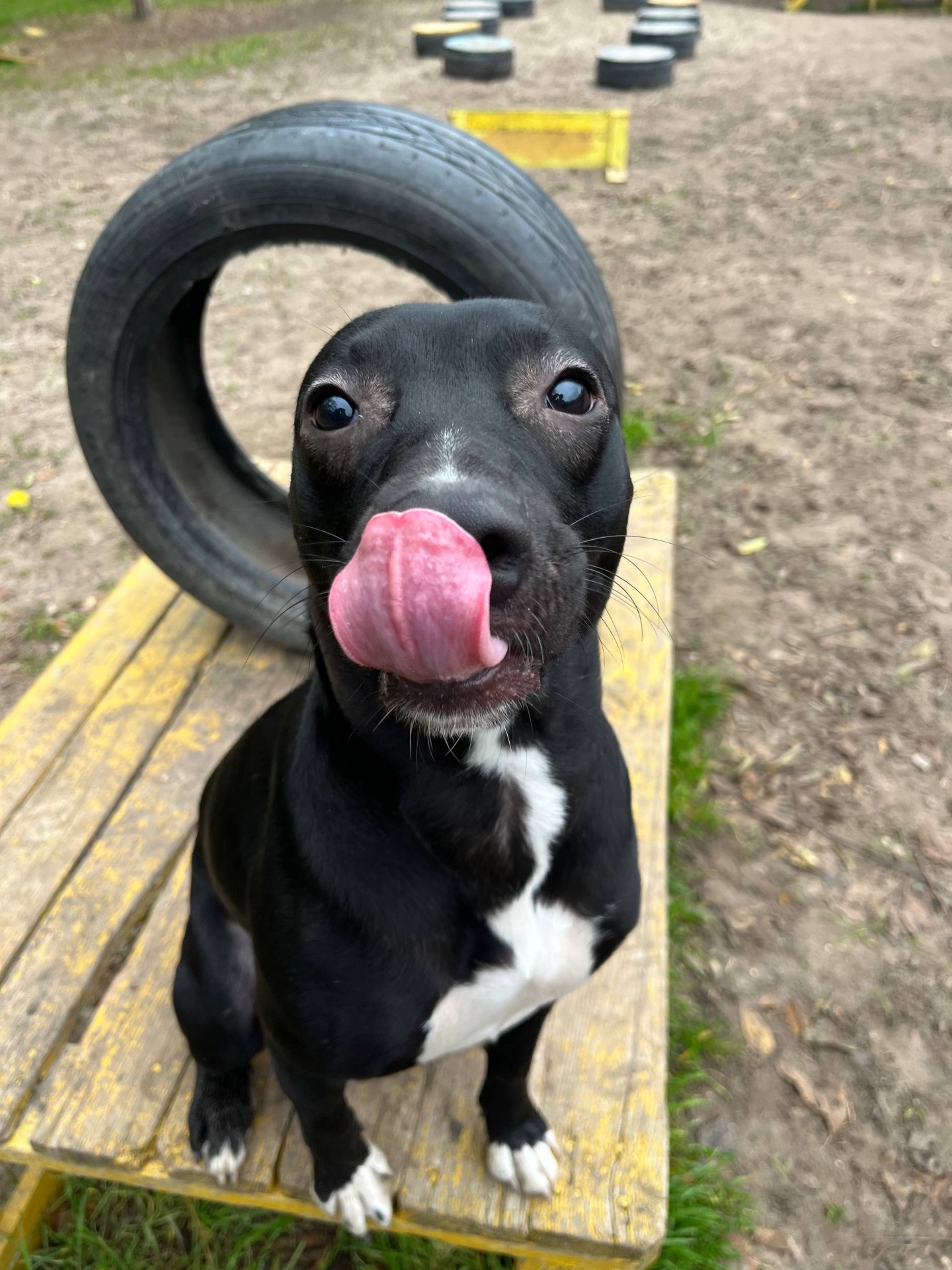 Метис питбуля девочка