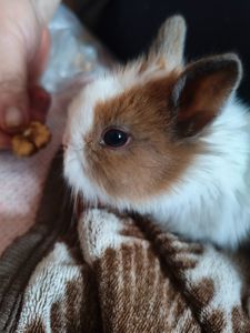 Декоративні кролики