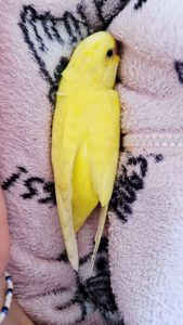 Волнистый попугай лютино, мальчик 2 мес