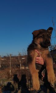 Продаются щенки немецкой овчарки