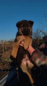 Продаются щенки немецкой овчарки