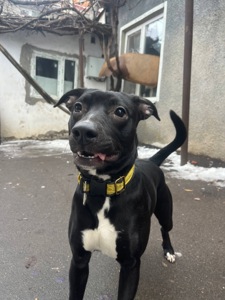 Метис питбуля девочка