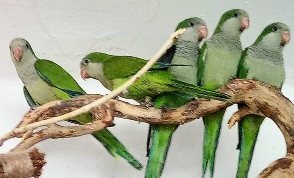 Папуги монахи-квакери, каліта, пташенятка говорящі