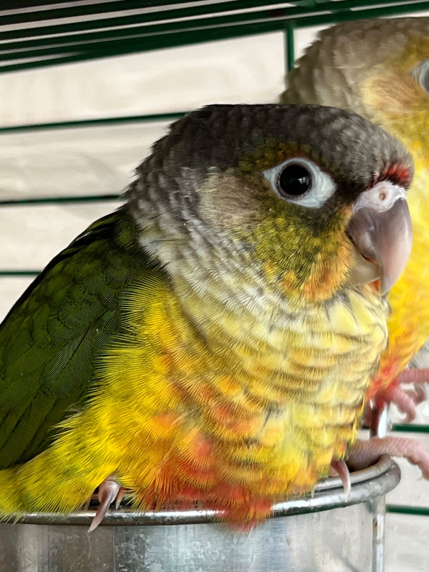 Малюки пташенят папуга піррура, максимально молоді та ручні пташки