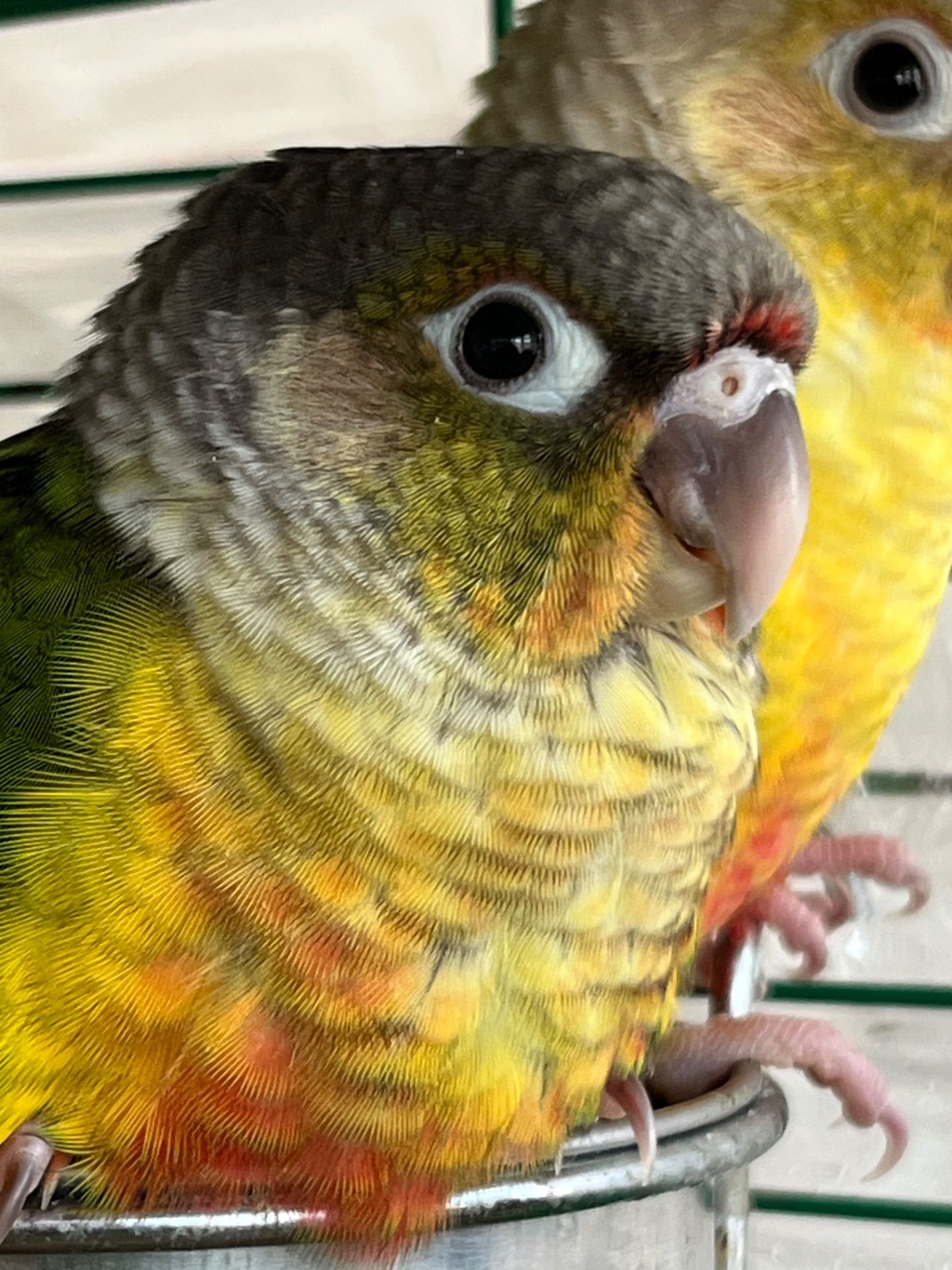 Малюки пташенят папуга піррура, максимально молоді та ручні пташки