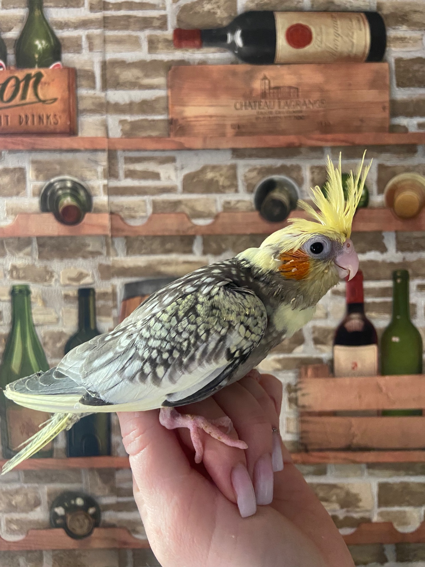 Ручна корелла перлова