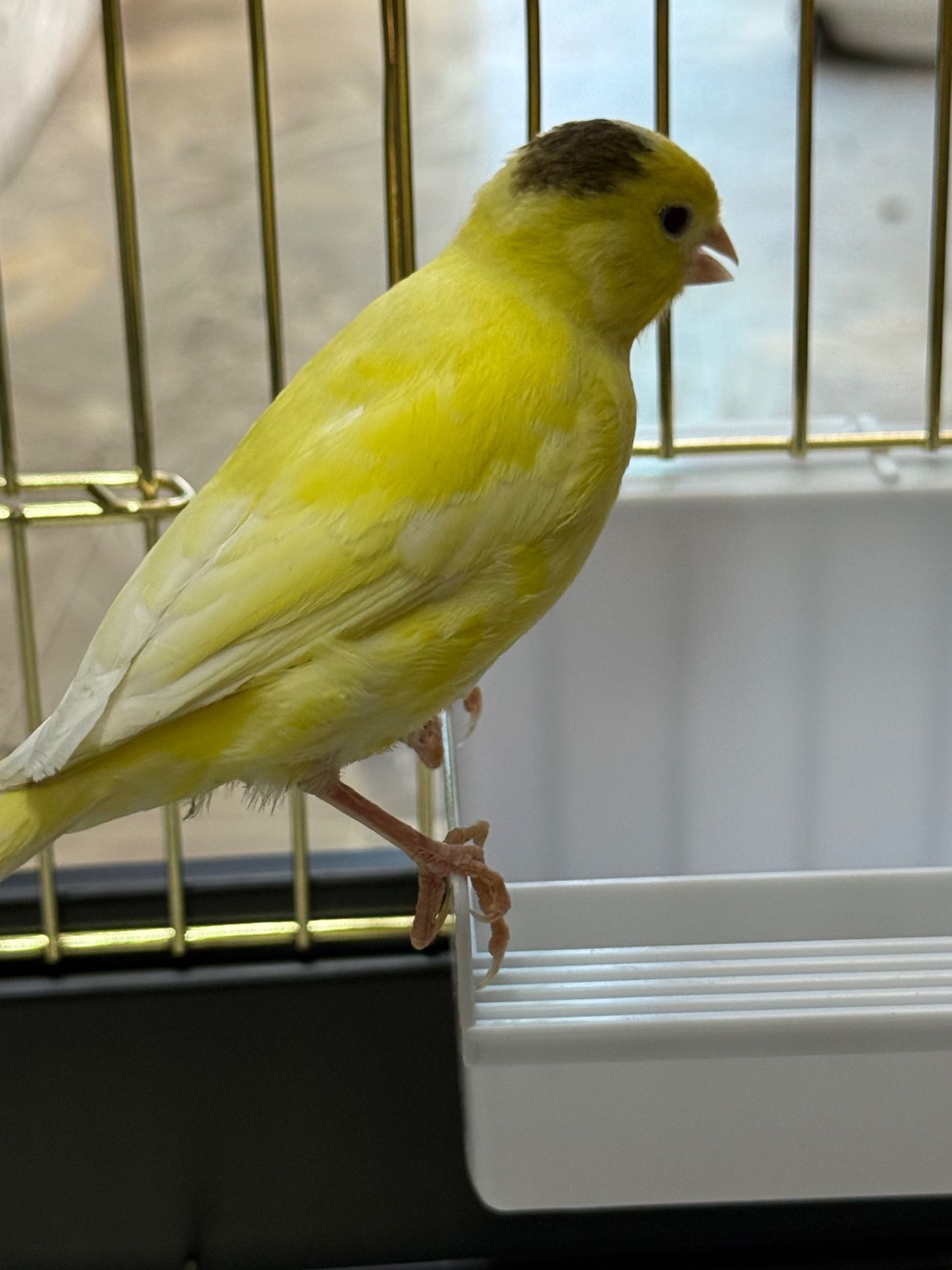 Співочі канарки на голосі