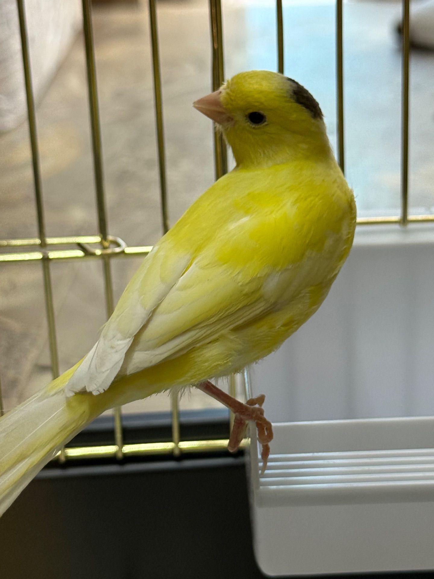 Співочі канарки на голосі