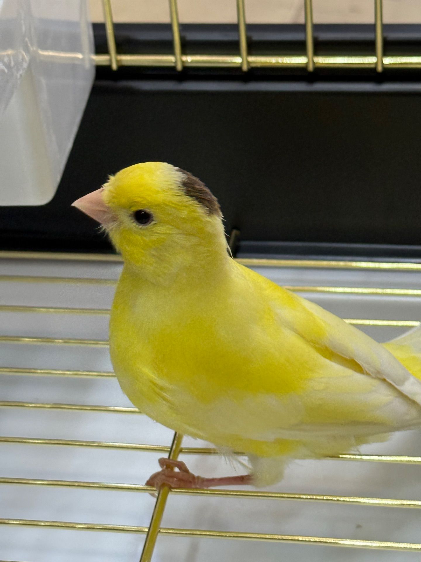 Співочі канарки на голосі