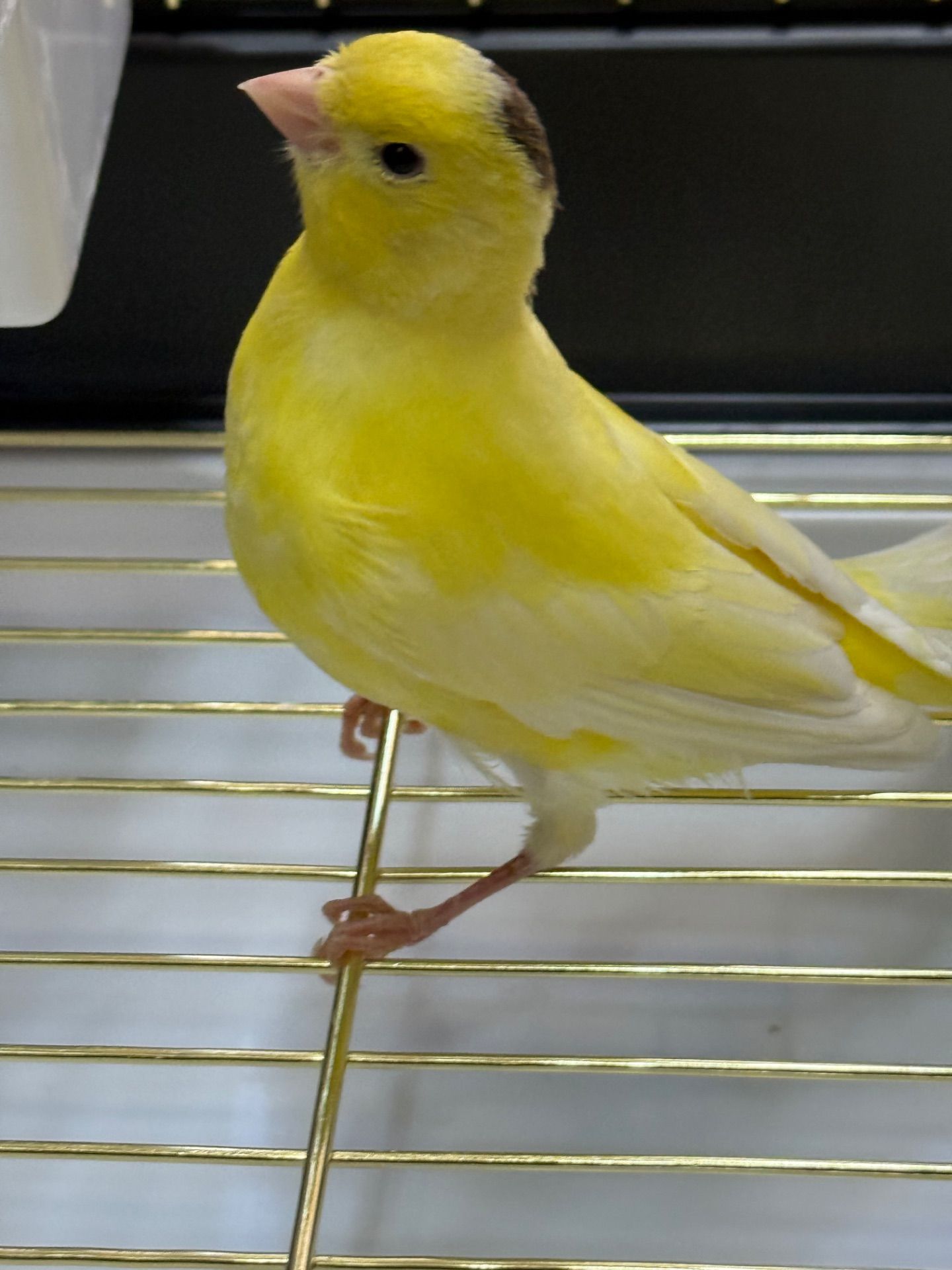 Співочі канарки на голосі