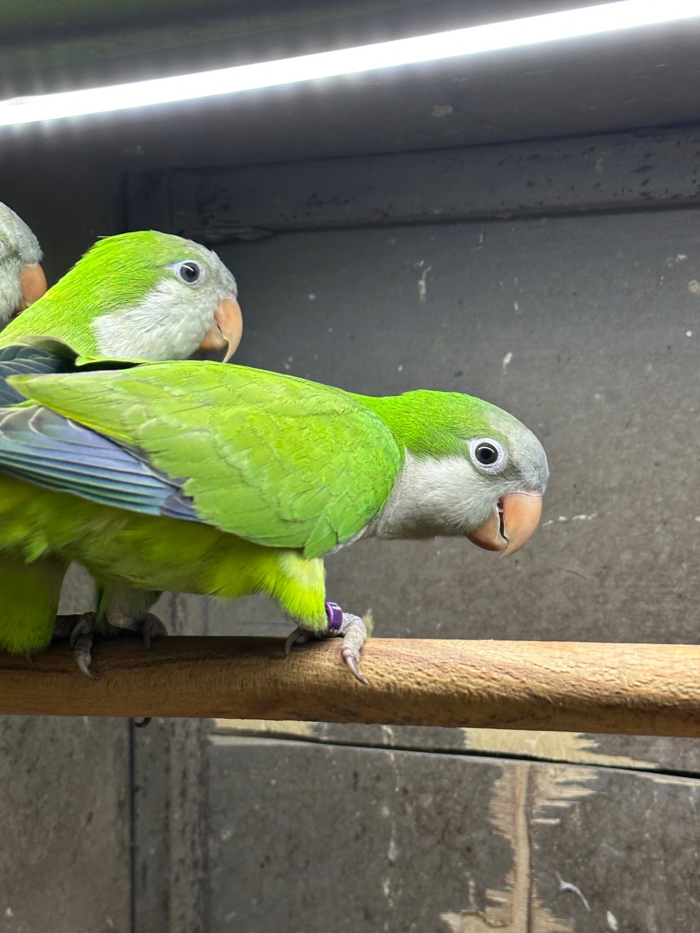 Папуги монахи-квакери, каліта, пташенятка говорящі