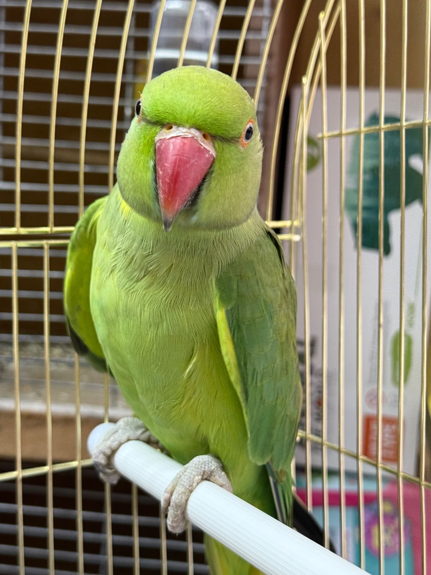 Ожерелові папуги молоді та дорослі пташки