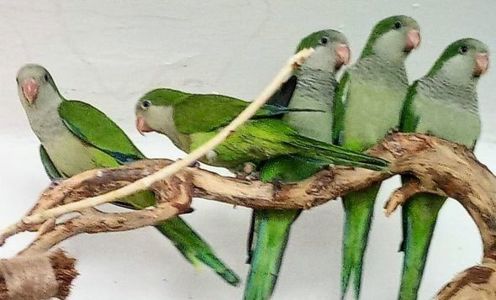 Папуги монахи-квакери, каліта, пташенятка говорящі