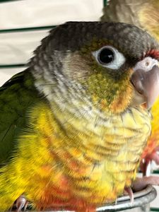 Малюки пташенят папуга піррура, максимально молоді та ручні пташки