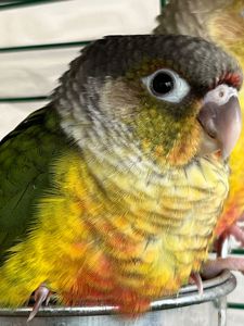 Малюки пташенят папуга піррура, максимально молоді та ручні пташки