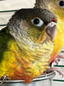 Малюки пташенят папуга піррура, максимально молоді та ручні пташки