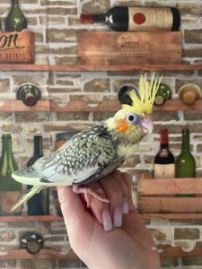 Ручна корелла перлова