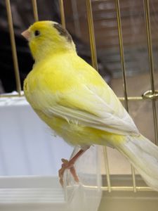 Співочі канарки на голосі