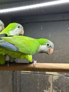Папуги монахи-квакери, каліта, пташенятка говорящі