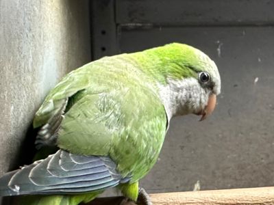Папуги монахи-квакери, каліта, пташенятка говорящі