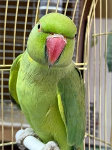 Ожерелові папуги молоді та дорослі пташки