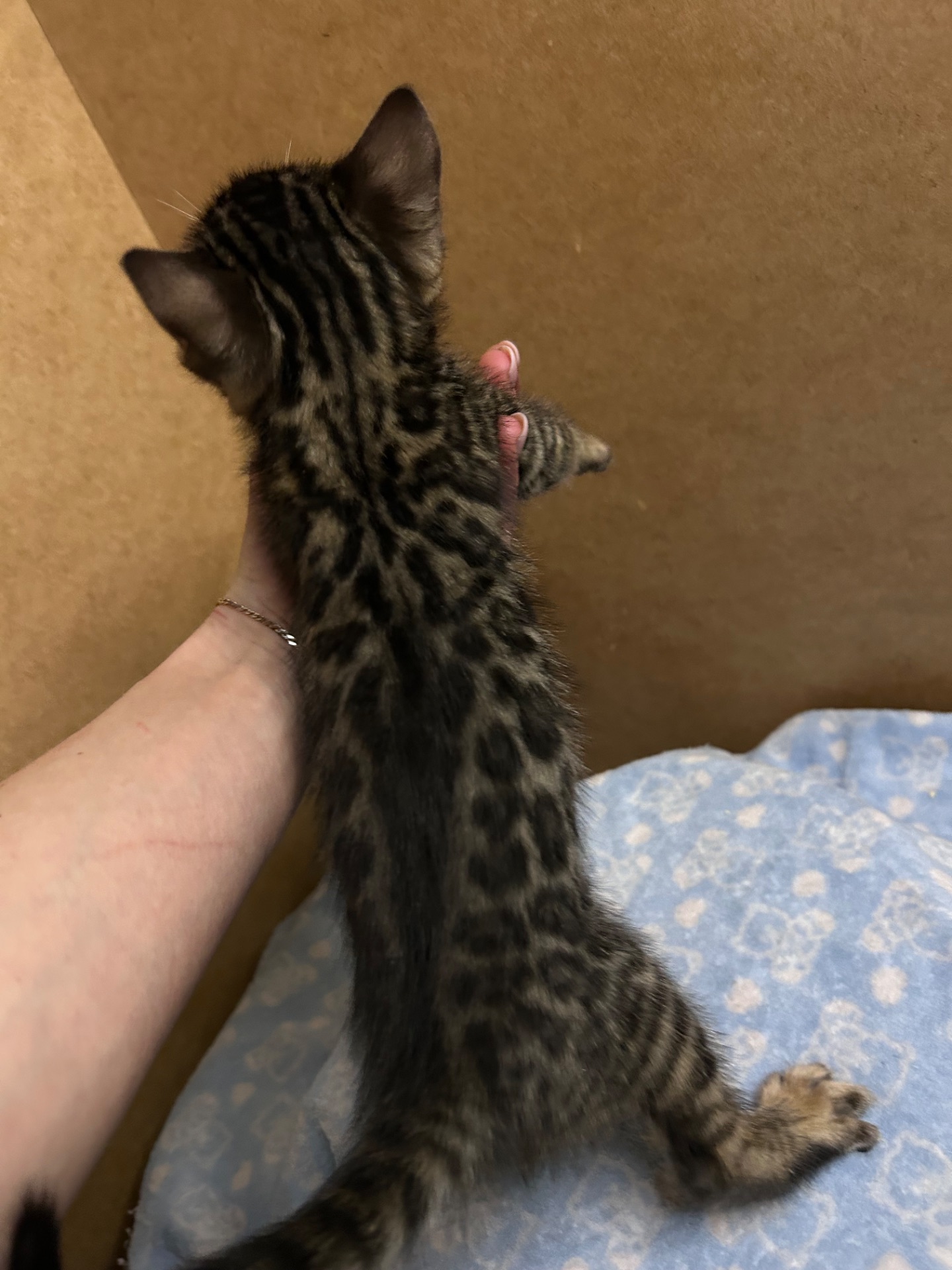 Чарівні Бенгали