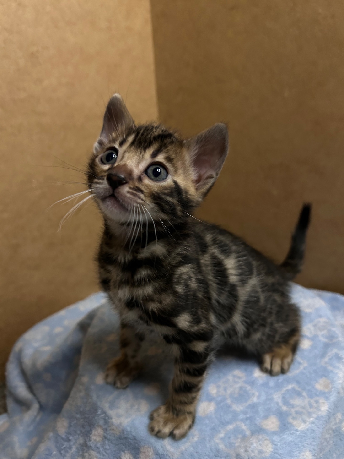 Чарівні Бенгали