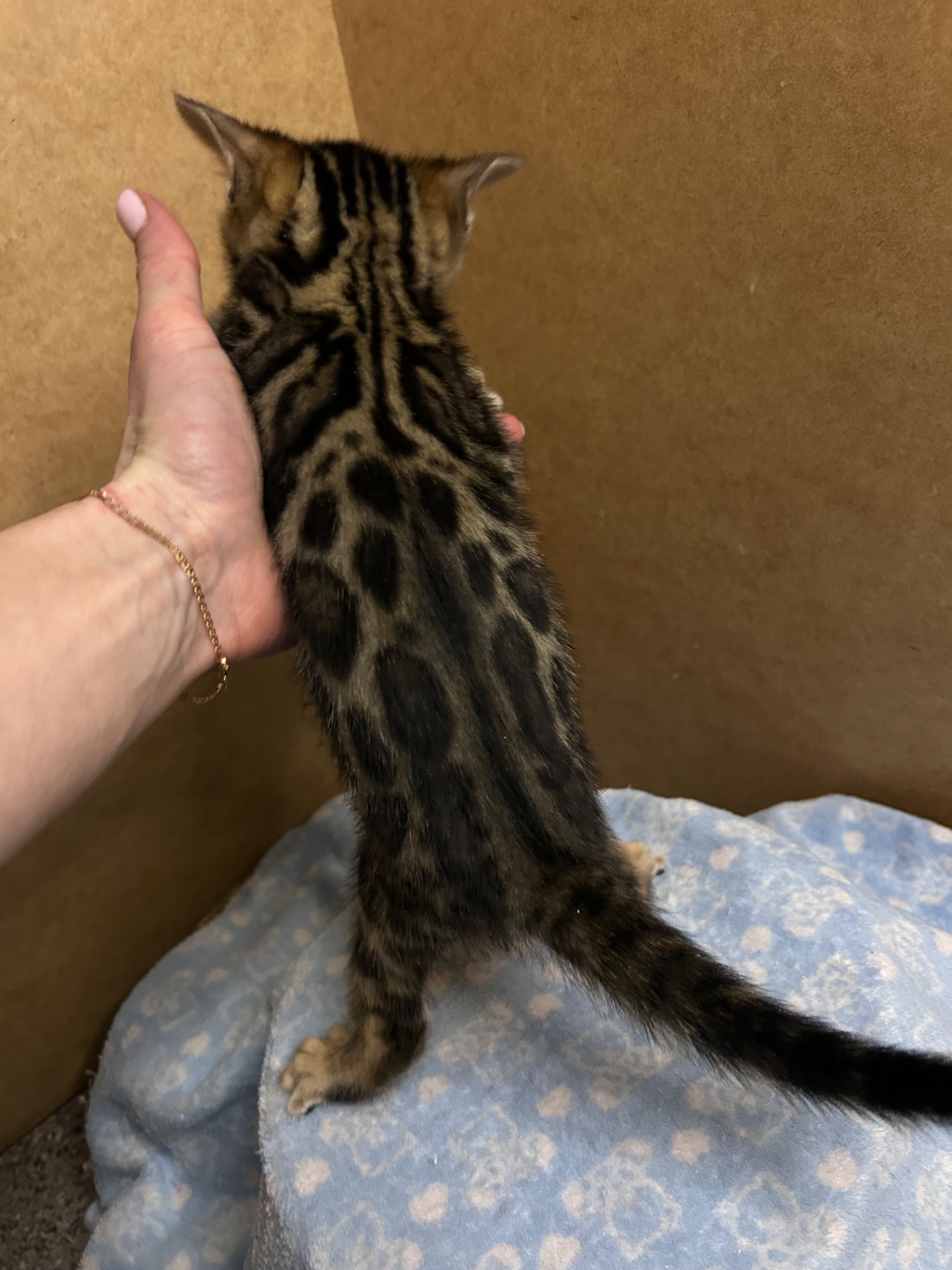 Чарівні Бенгали