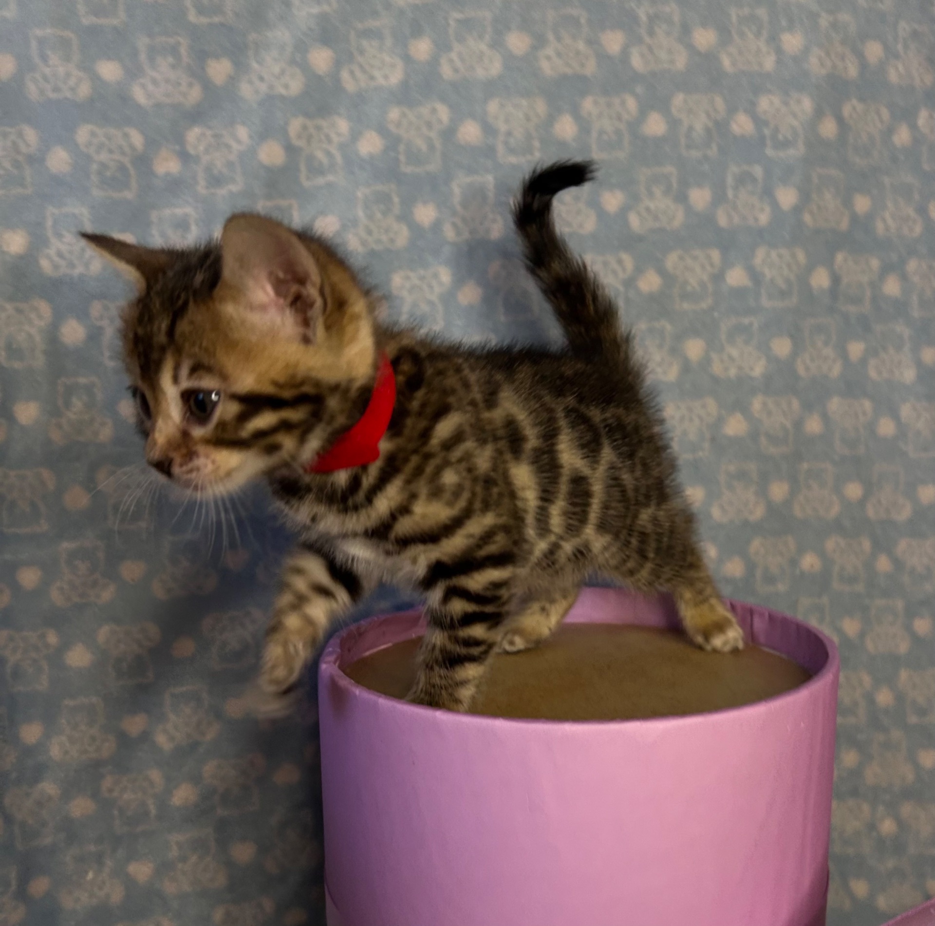 Чарівні Бенгали