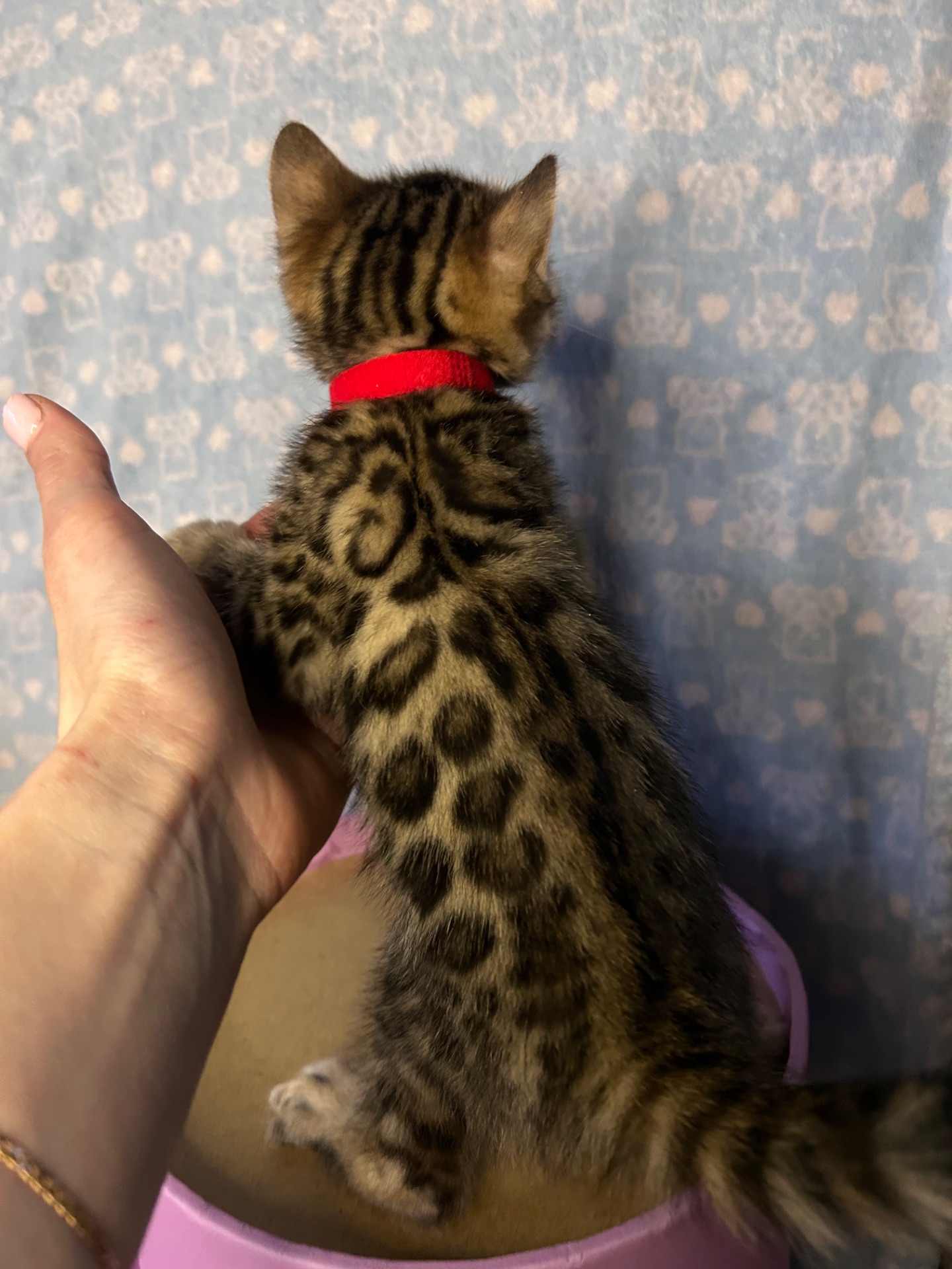 Чарівні Бенгали