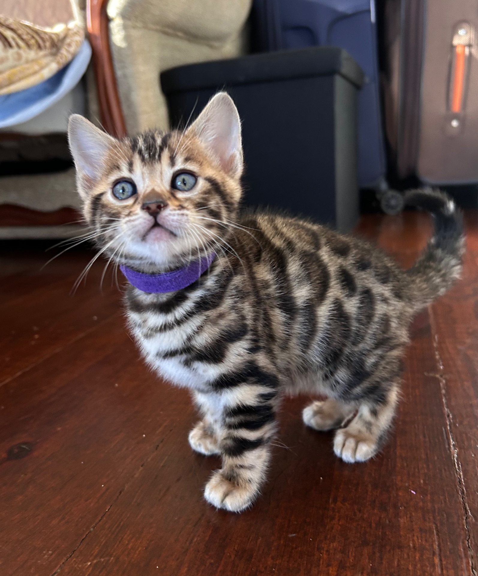 Чарівні Бенгали