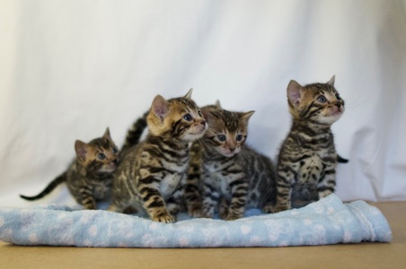 Чарівні Бенгали