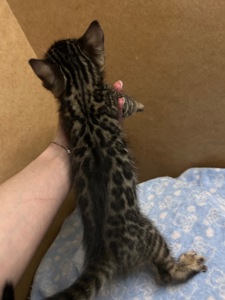 Чарівні Бенгали