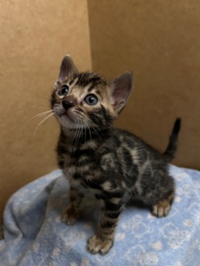 Чарівні Бенгали