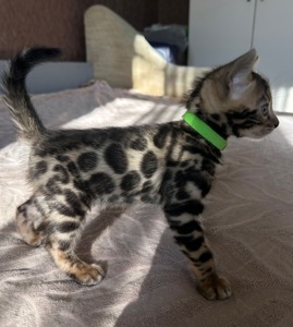 Чарівні Бенгали