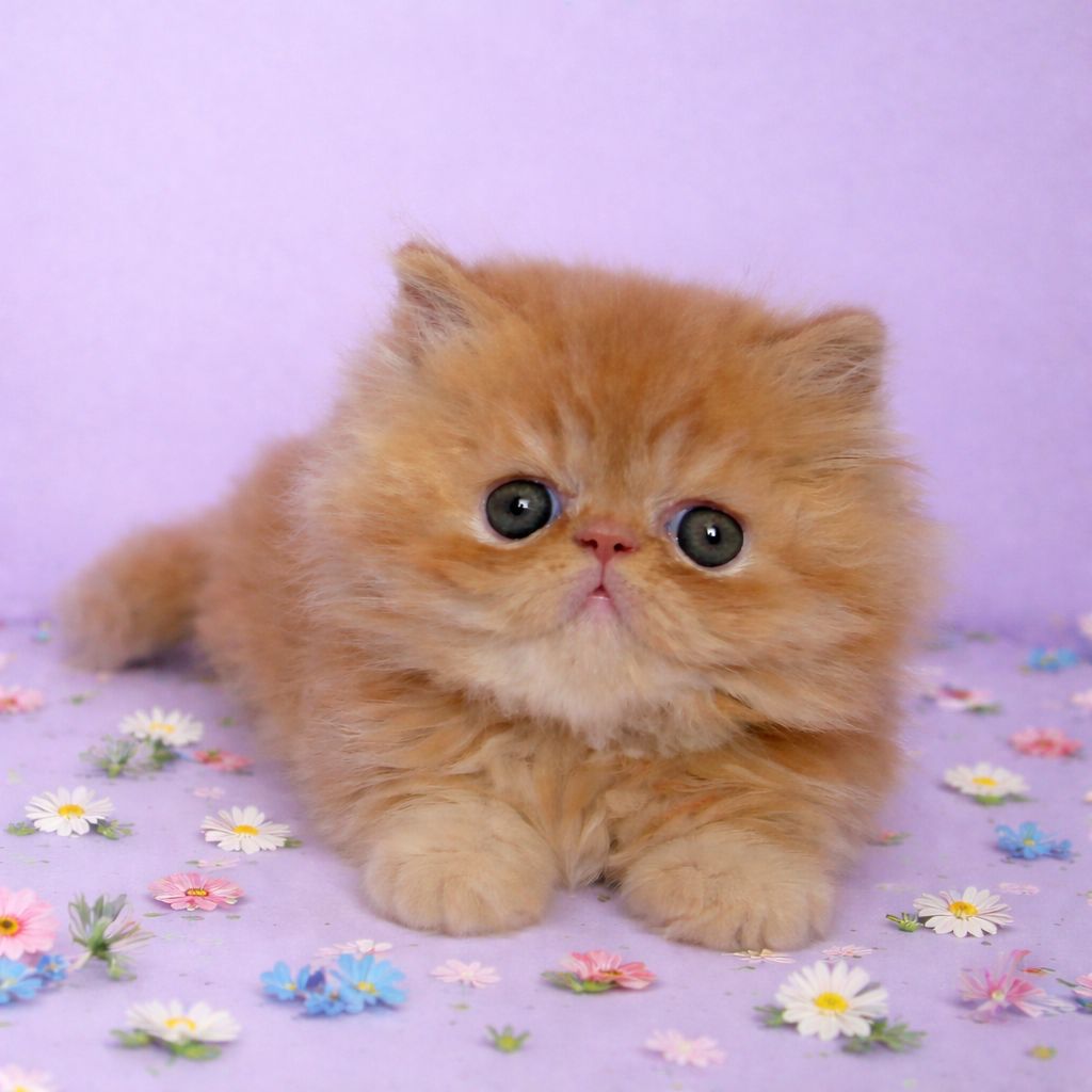 Персидские малыши