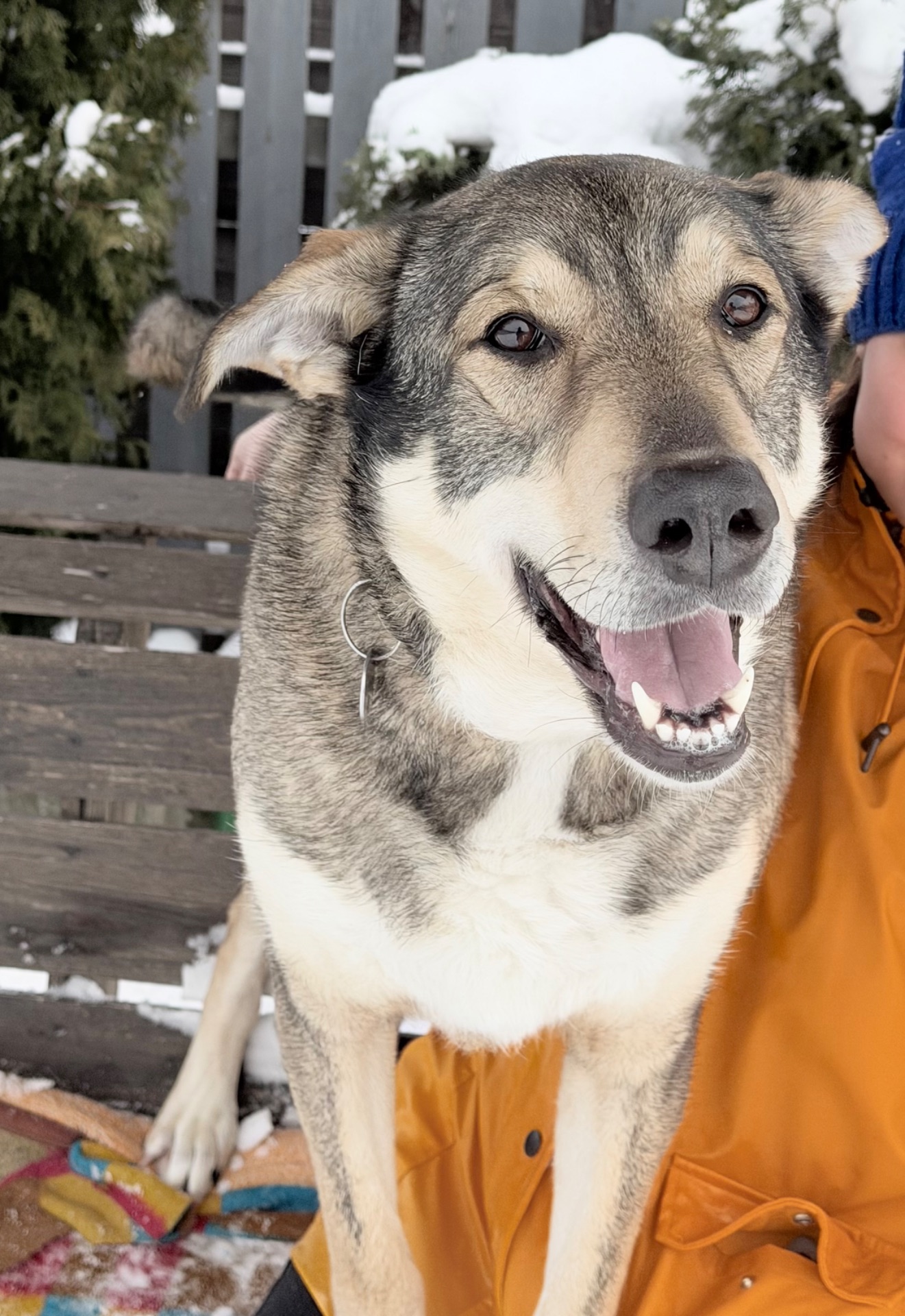 Молода собака великий розмір