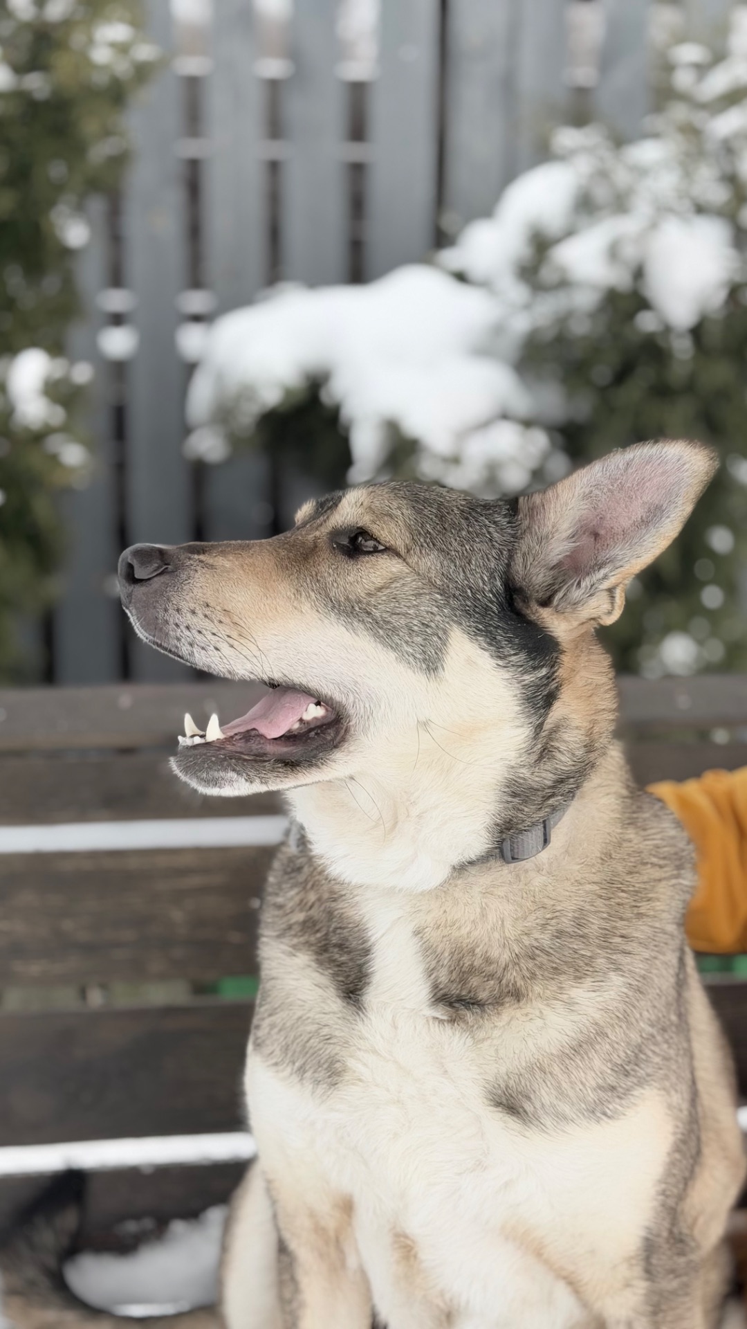 Молода собака великий розмір