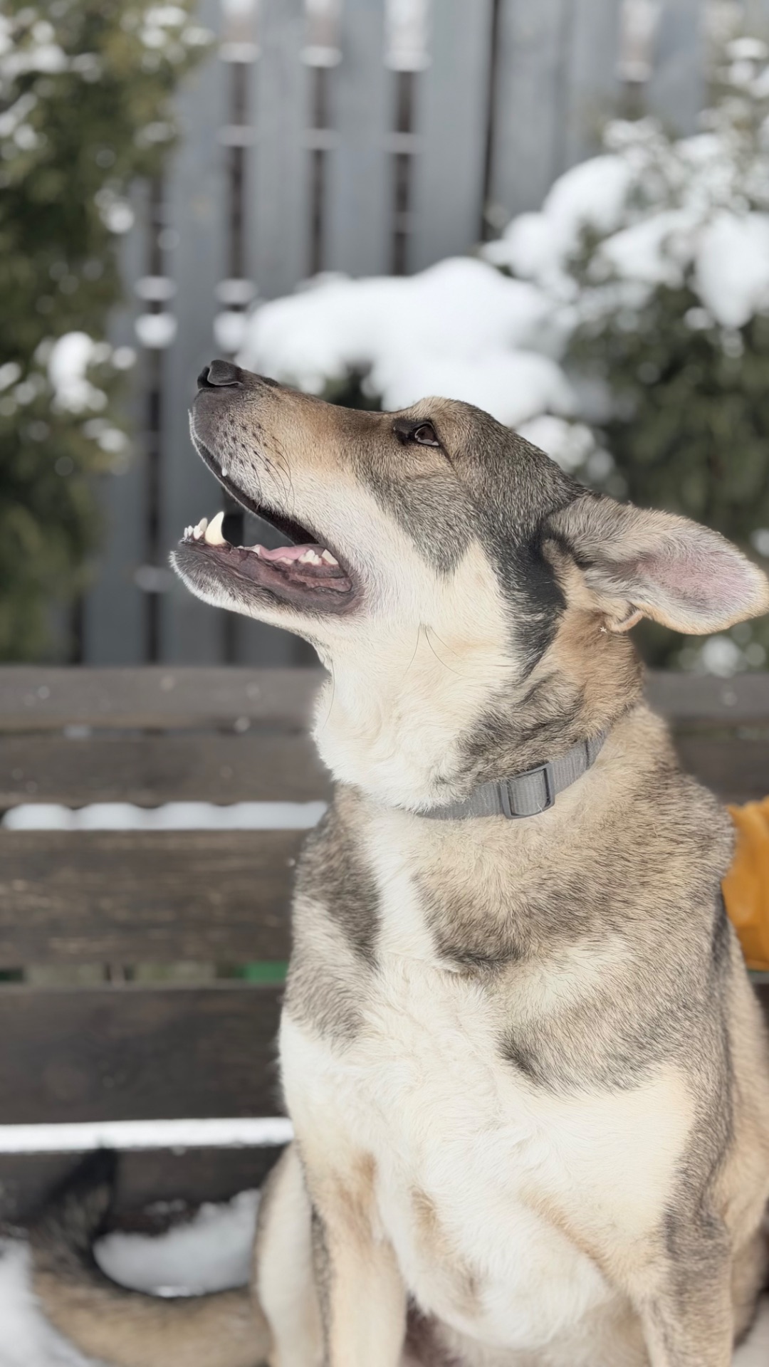 Молода собака великий розмір