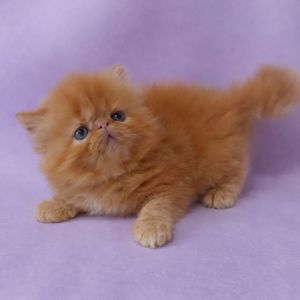 Персидские малыши