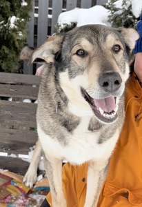 Молода собака великий розмір