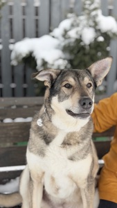 Молода собака великий розмір
