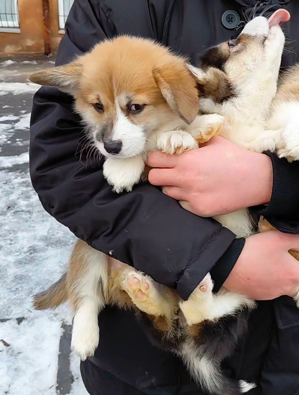 Малыши коргуши