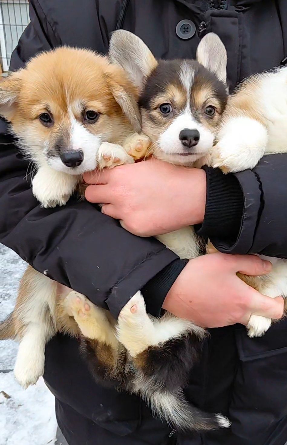 Малыши коргуши