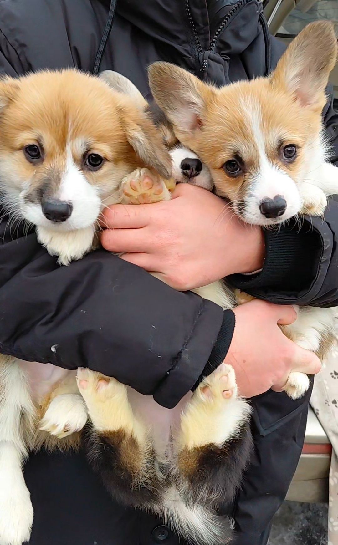 Малыши коргуши