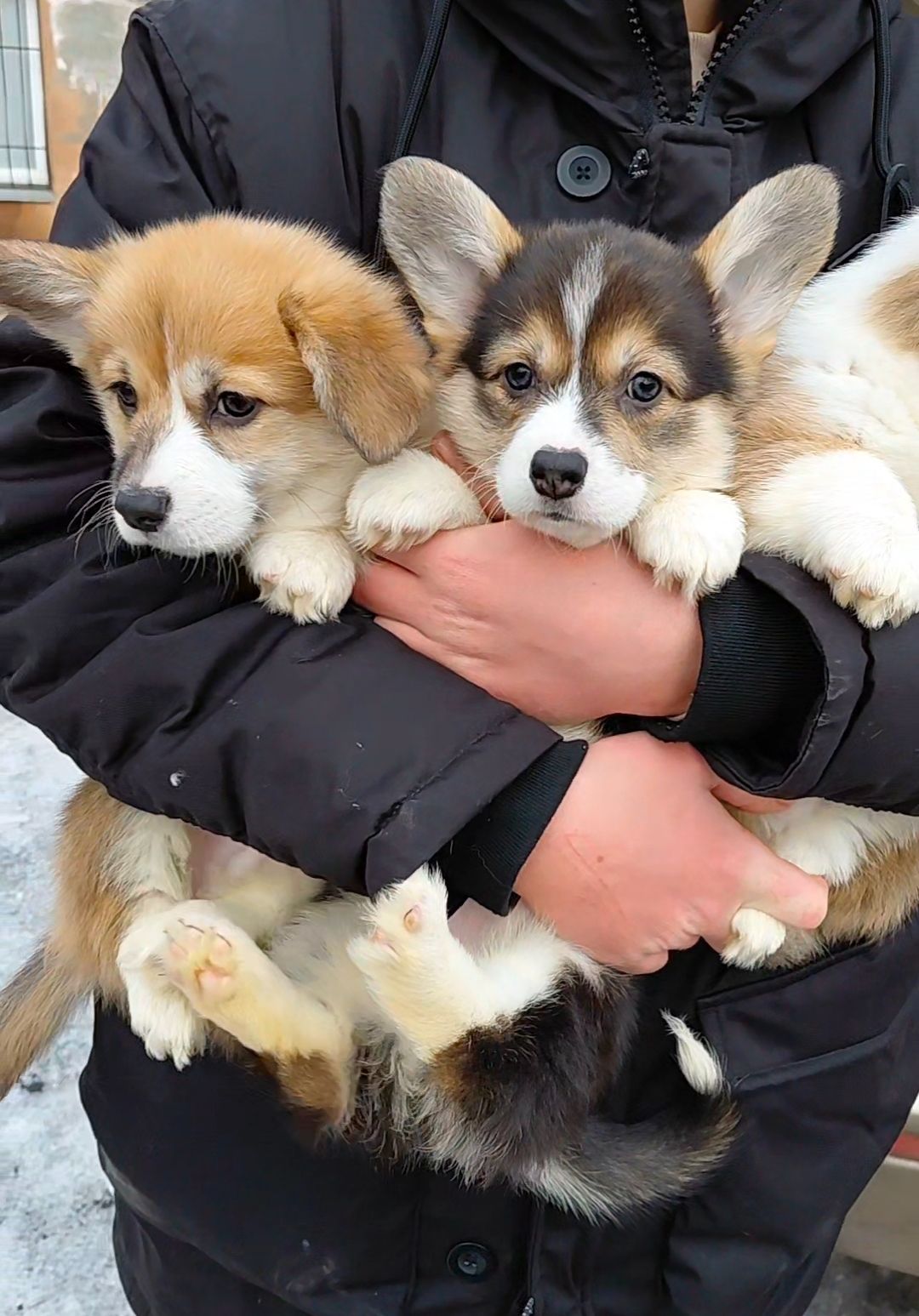 Малыши коргуши